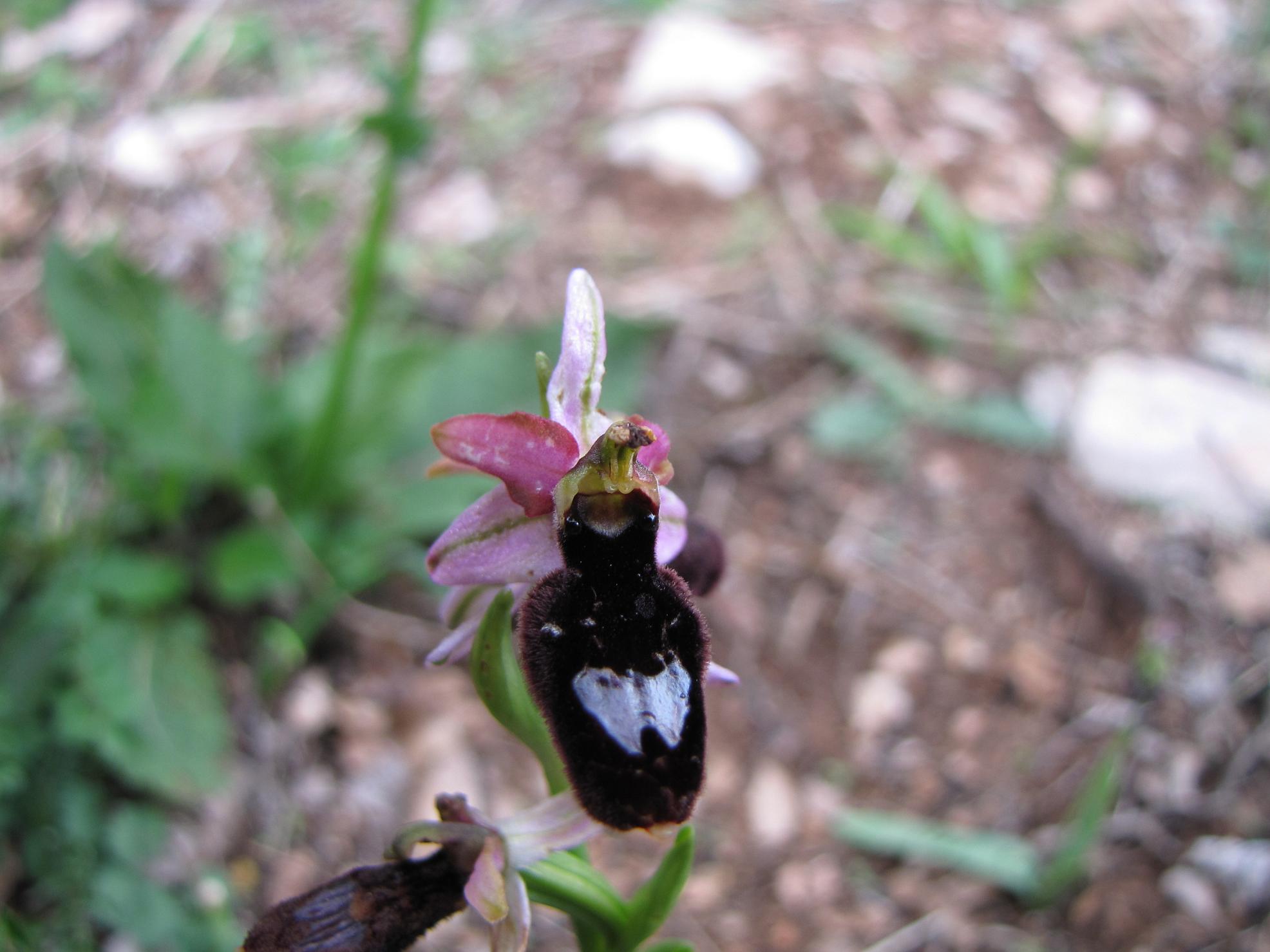 Le nostre prime orchis & ophrys